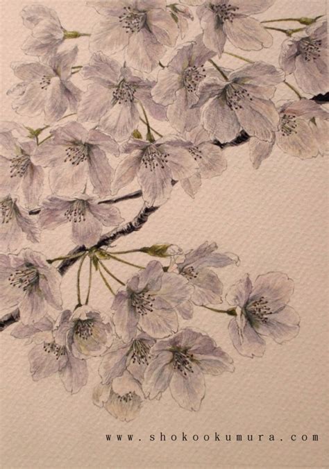 Pittura Giapponese Di Shoko Okumura Someiyoshino Tipico Fiore Di