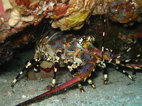 Langosta Espinosa Palinurus Elephas Captura Submarina De Langosta En