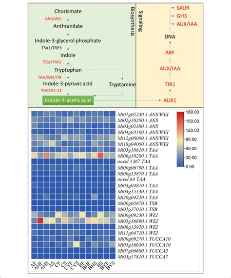 Indole 3 Acetic Acid Biosynthesis And Auxin Signaling In Mango The