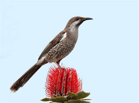 Western Wattlebird ReWild Perth