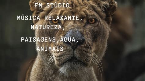 Música calma Música relaxante Paisagens Animais Selvagens