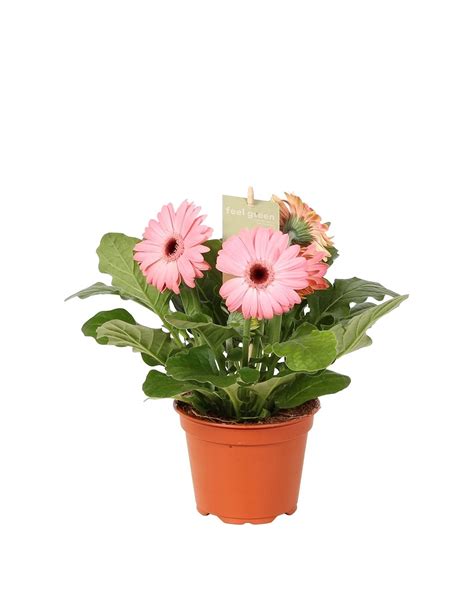 Sydafrikansk strålekurv Gerbera hybrid Ø12 cm potte Plantorama