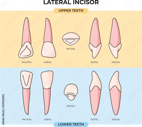 Anatomy Set Of Upper And Lower Lateral Incisor Teeth From Various