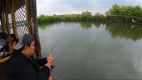 Mancing Ikan Bandeng Pakai Umpan Ini Strike Bertubi Tubi Di