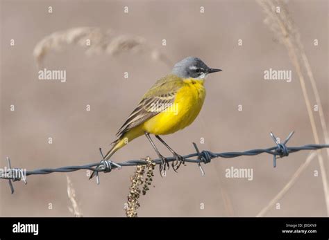 The Western Yellow Wagtail Motacilla Flava Stock Photo Alamy