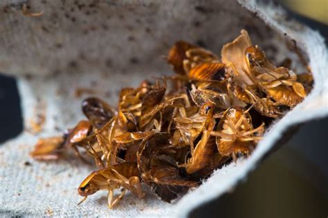 How To Get Rid Of Cockroaches In Apartments Cockroachcontroltoronto Ca