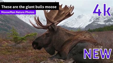 These Are The Giant Bulls Moose Youtube