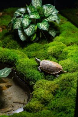 25 DIY Box Turtle Habitat Ideas & Inspirations For Beginners – The Turtle Hub