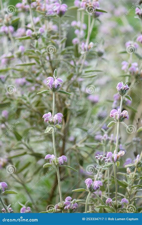 Pianta Di Salvia Delle Isole Baleari Phlomis Italica Con Fiori Rosa