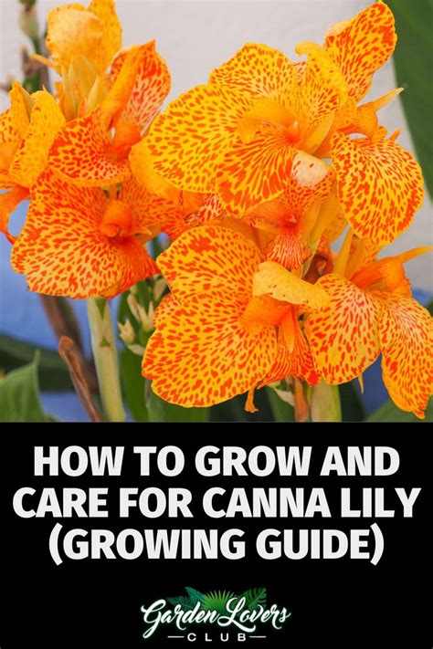 How To Grow And Care For Canna Lily Growing Guide Garden Lovers