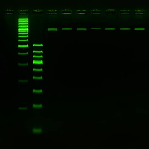 High Yield Pcr Master Mix Syd Labs