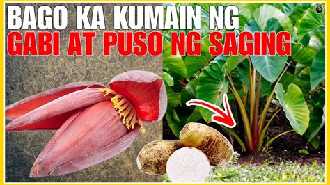 Bago Ka Kumain Ng Dahon Ng Gabi At Puso Ng Saging Panoorin Mo Muna Ito