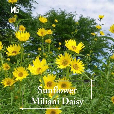 Rare Sunflower Miliani Daisy Seeds 10 Seed Pot Friendly Tanam