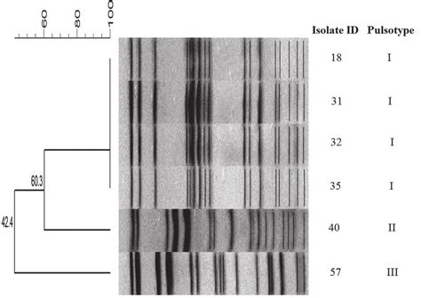 Dendogram Showing Pfge Analysis Of Esblpampc Producing Isolates