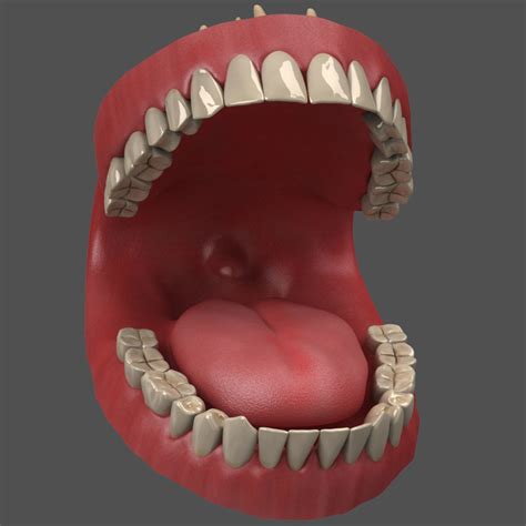 Human Teeth Gums 3d Obj