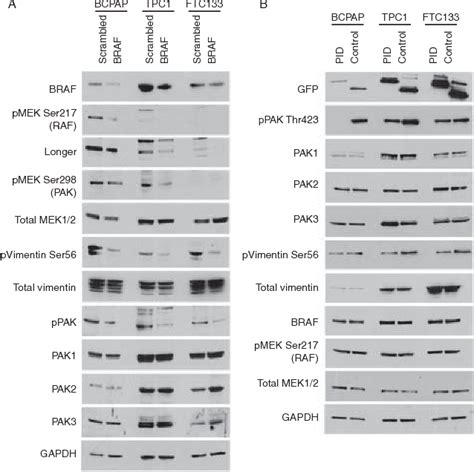 Figure From Braf Activates And Physically Interacts With Pak To