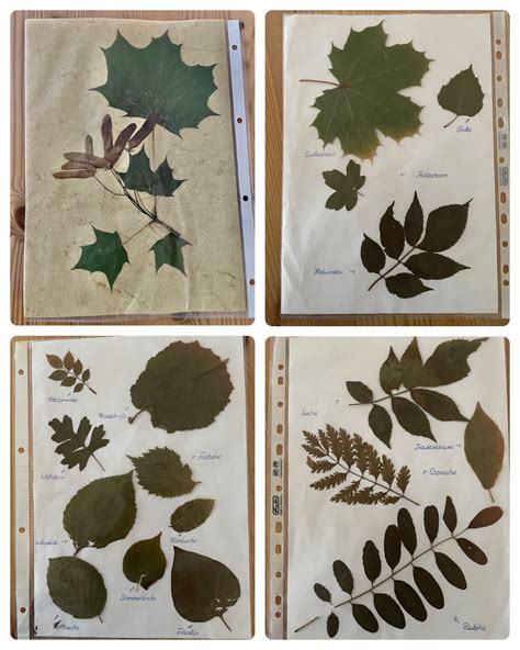 Herbarium gestalten 3 Ideen mit Vorlagen Schritt für Schritt