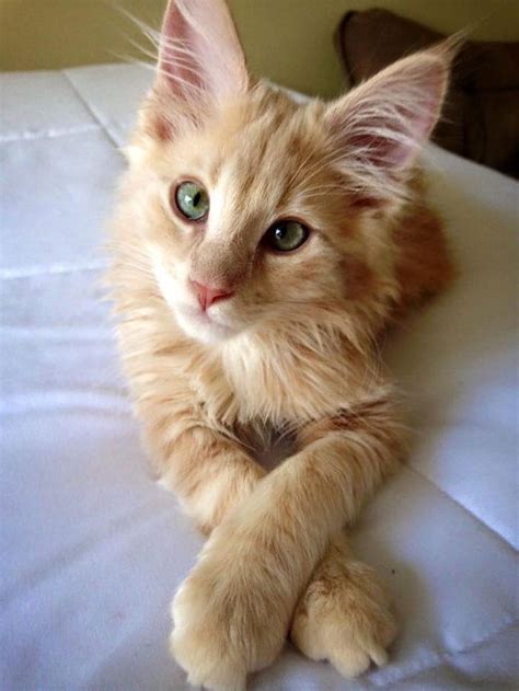 70 Cute Maine Coons Kittens That Are Absolutely Adorable