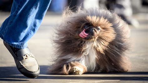 Hunde Wettbewerb Dieser Pekinese ist der hässlichste Hund der Welt