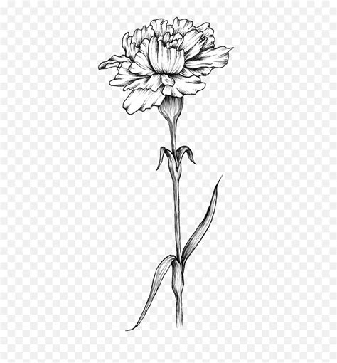 Carnation Flower Tattoo Carnation Flower Tattoo Design Png Carnation