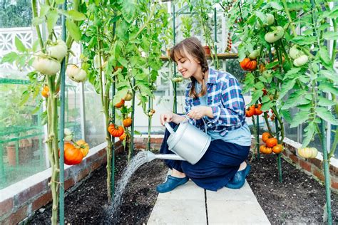 3 astuces darrosage de vos tomates pour éviter le gaspillage deau