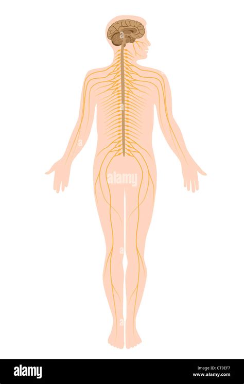 Zentrales Nervensystem Und Peripheres Nervensystem Fotos Und