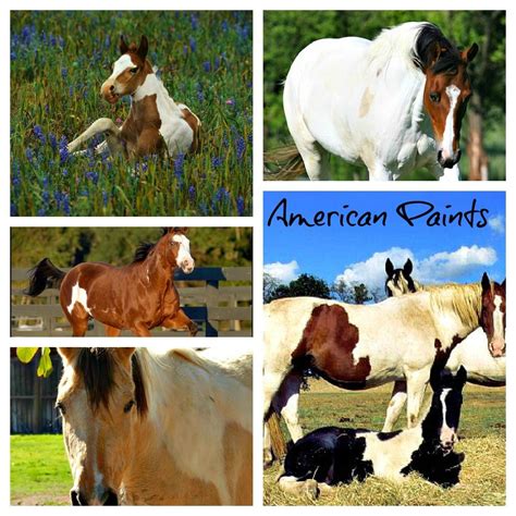 American Paint Horse Breed. | American paint horse, American paint ...