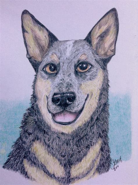 Australian Cattle Dog 2014 8x10 Color Pencil On Bristol Paper