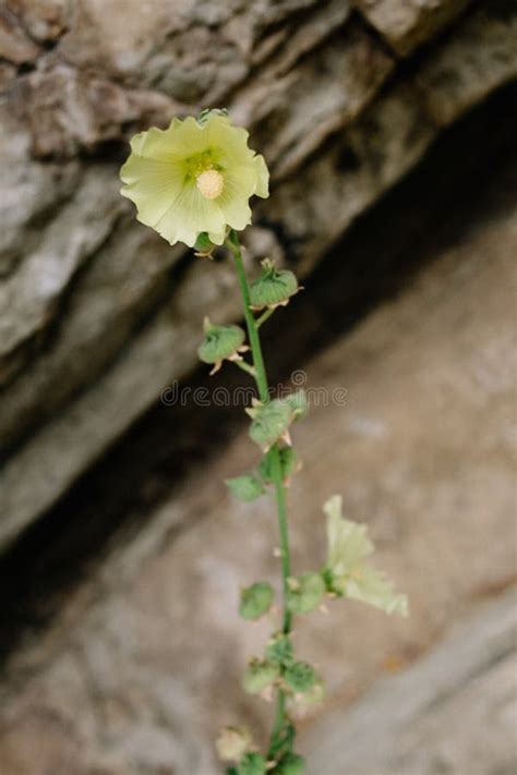 Blommande Malva H Rliga Blommor Av Den Gula Malvan P Bakgrunden Av