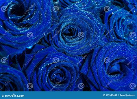 Bunch Of Blue Roses For St Valentines Day Stock Image Image Of