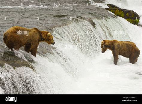 Brown bears of Katmai National Park in Alaska Stock Photo - Alamy