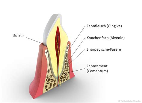 Der Zahnhalteapparat Sto D Mpfer F R Unsere Z Hne Blog Zahnputzladen