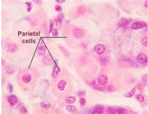 Med Histology Midterm Study Key Terms Definitions Flashcards Quizlet