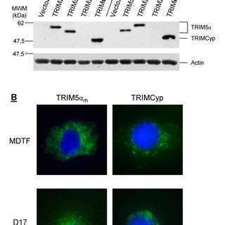 Expression And Subcellular Distribution A Flag Tagged Trim Rhesus