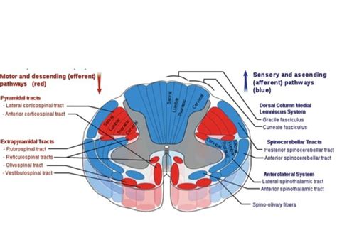 Anatomy 109 Final Part 3 Pns Flashcards Quizlet