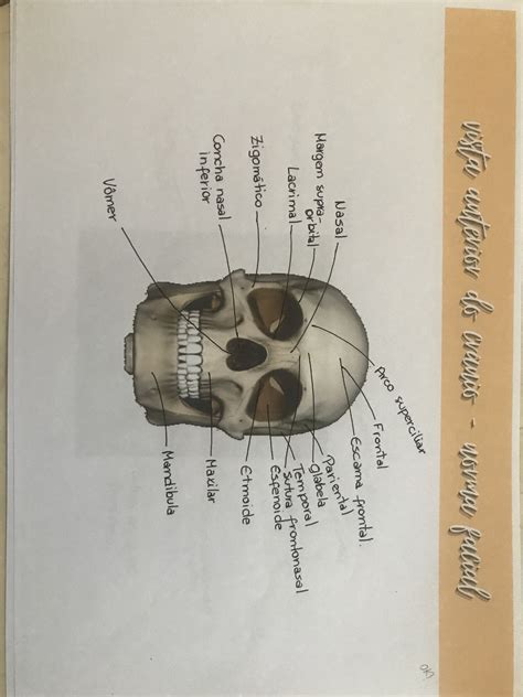 Vista Anterior Do Cranio Norma Facial Anatomia I