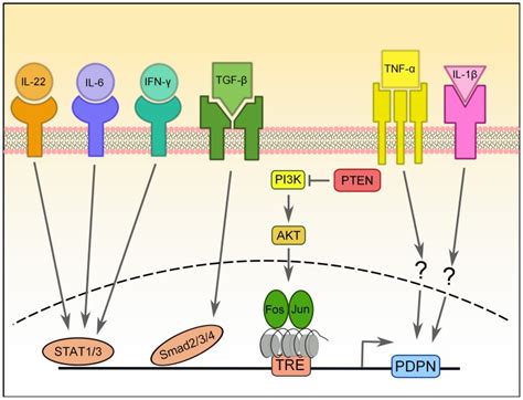 Transcriptional Regulation Of PDPN Expression PDPN Expression Can Be