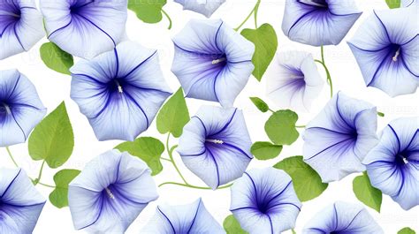 Morning Glory flower patterned background. Flower texture background ...