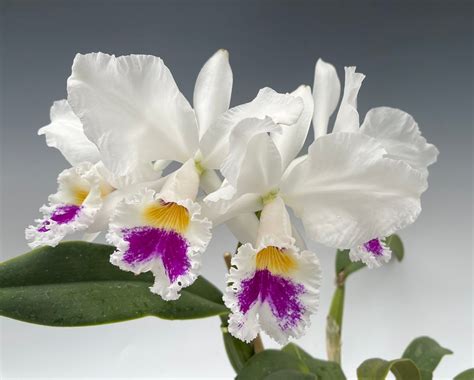 Cattleya Labiata Semi Alba Snow Queen X Self Orchidweb