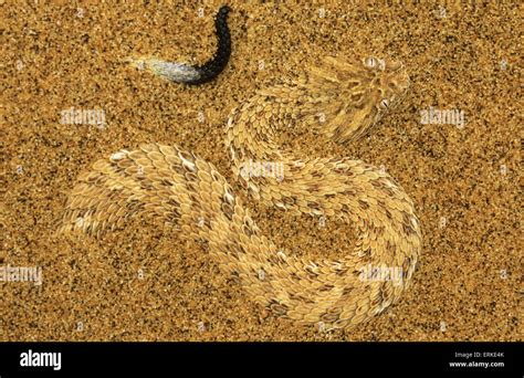 Péringuey s Adder Bitis peringueyi in the sand Namib Desert Namibia