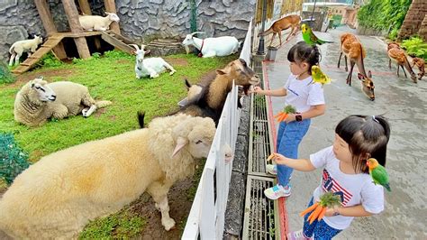 Kasih Makan Domba Kambing Rusa Dan Burung Di Kebun Binatang Mini Youtube