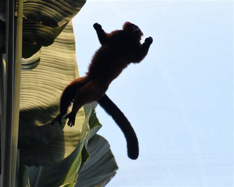 Flying lemur - ZooChat