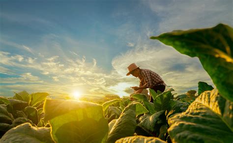 Agricultura En Colombia Guía Completa Conoce La Agricultura En Colombia