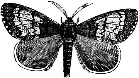 Male Gipsy Moth Clipart Etc