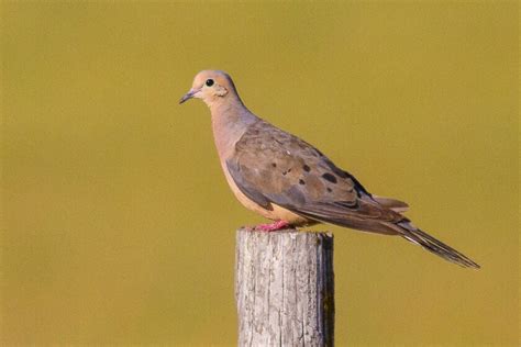 Northland Nature Mourning Dove Song Sad Yet Welcome Duluth News