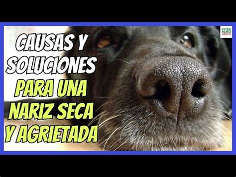 Descubre por qué tu perro tiene la nariz seca y cómo solucionarlo guía