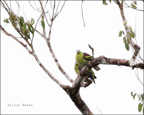 Philippine Green Pigeon Tonjiandsylviasbirdlist