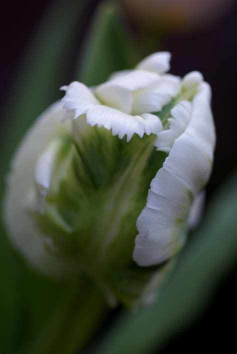 A White Parrot Tulip Witte Papagaai Tulp Gerard Bijvank Flickr