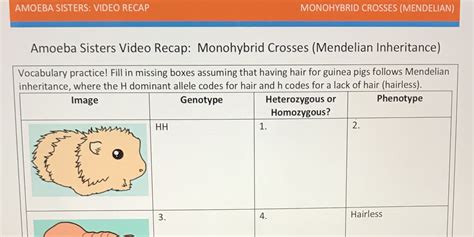 Solved What Do I Do Here Amoeba Sisters Video Recap Monohybrid Crosses Course Hero