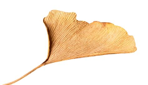 Ginkgo Biloba Leaves, Ginkgo Biloba, Fallen Leaves, Plant PNG ...